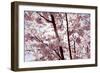 Almond Blossom, Berlin-Marzahn, Gardens of the World, Japanese Garden-Catharina Lux-Framed Photographic Print