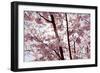 Almond Blossom, Berlin-Marzahn, Gardens of the World, Japanese Garden-Catharina Lux-Framed Photographic Print