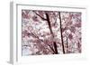 Almond Blossom, Berlin-Marzahn, Gardens of the World, Japanese Garden-Catharina Lux-Framed Photographic Print