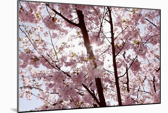 Almond Blossom, Berlin-Marzahn, Gardens of the World, Japanese Garden-Catharina Lux-Mounted Photographic Print