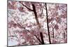 Almond Blossom, Berlin-Marzahn, Gardens of the World, Japanese Garden-Catharina Lux-Mounted Photographic Print