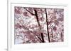 Almond Blossom, Berlin-Marzahn, Gardens of the World, Japanese Garden-Catharina Lux-Framed Photographic Print