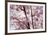 Almond Blossom, Berlin-Marzahn, Gardens of the World, Japanese Garden-Catharina Lux-Framed Photographic Print