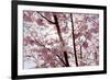 Almond Blossom, Berlin-Marzahn, Gardens of the World, Japanese Garden-Catharina Lux-Framed Photographic Print