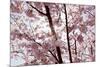 Almond Blossom, Berlin-Marzahn, Gardens of the World, Japanese Garden-Catharina Lux-Mounted Photographic Print