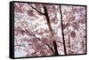 Almond Blossom, Berlin-Marzahn, Gardens of the World, Japanese Garden-Catharina Lux-Framed Stretched Canvas