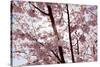 Almond Blossom, Berlin-Marzahn, Gardens of the World, Japanese Garden-Catharina Lux-Stretched Canvas