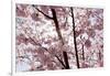 Almond Blossom, Berlin-Marzahn, Gardens of the World, Japanese Garden-Catharina Lux-Framed Photographic Print