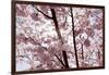 Almond Blossom, Berlin-Marzahn, Gardens of the World, Japanese Garden-Catharina Lux-Framed Photographic Print