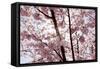 Almond Blossom, Berlin-Marzahn, Gardens of the World, Japanese Garden-Catharina Lux-Framed Stretched Canvas