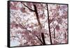 Almond Blossom, Berlin-Marzahn, Gardens of the World, Japanese Garden-Catharina Lux-Framed Stretched Canvas