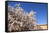 Almond Blossom, Boumalne Du Dades, Morocco, North Africa, Africa-Doug Pearson-Framed Stretched Canvas