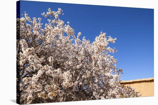 Almond Blossom, Boumalne Du Dades, Morocco, North Africa, Africa-Doug Pearson-Stretched Canvas
