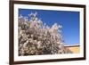 Almond Blossom, Boumalne Du Dades, Morocco, North Africa, Africa-Doug Pearson-Framed Photographic Print
