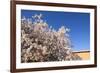 Almond Blossom, Boumalne Du Dades, Morocco, North Africa, Africa-Doug Pearson-Framed Photographic Print