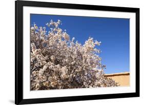 Almond Blossom, Boumalne Du Dades, Morocco, North Africa, Africa-Doug Pearson-Framed Photographic Print