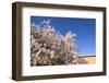 Almond Blossom, Boumalne Du Dades, Morocco, North Africa, Africa-Doug Pearson-Framed Photographic Print