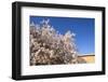 Almond Blossom, Boumalne Du Dades, Morocco, North Africa, Africa-Doug Pearson-Framed Photographic Print