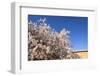 Almond Blossom, Boumalne Du Dades, Morocco, North Africa, Africa-Doug Pearson-Framed Photographic Print