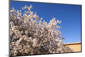 Almond Blossom, Boumalne Du Dades, Morocco, North Africa, Africa-Doug Pearson-Mounted Photographic Print