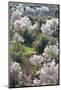 Almond Blossom, El-Kelaa M'Gouna, Morocco, North Africa, Africa-Doug Pearson-Mounted Photographic Print