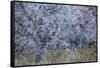 Almond Blossom I-Doug Chinnery-Framed Stretched Canvas