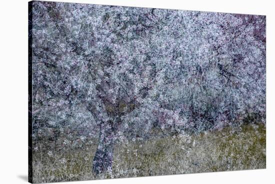 Almond Blossom I-Doug Chinnery-Stretched Canvas