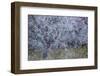 Almond Blossom I-Doug Chinnery-Framed Photographic Print