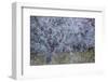 Almond Blossom I-Doug Chinnery-Framed Photographic Print