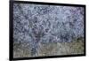 Almond Blossom I-Doug Chinnery-Framed Photographic Print