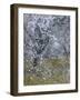 Almond Blossom II-Doug Chinnery-Framed Photographic Print