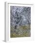 Almond Blossom II-Doug Chinnery-Framed Photographic Print