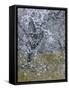 Almond Blossom II-Doug Chinnery-Framed Stretched Canvas