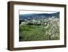 Almond blossom in Galilee (photo)-null-Framed Photographic Print