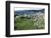 Almond blossom in Galilee (photo)-null-Framed Photographic Print