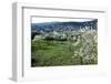 Almond blossom in Galilee (photo)-null-Framed Photographic Print