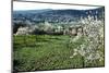 Almond blossom in Galilee (photo)-null-Mounted Photographic Print