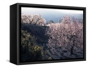Almond Blossom in Spring, Costa Blanca, Valencia Region, Spain-Tony Waltham-Framed Stretched Canvas