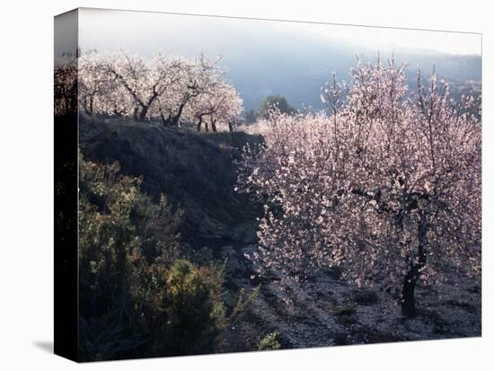 Almond Blossom in Spring, Costa Blanca, Valencia Region, Spain-Tony Waltham-Stretched Canvas