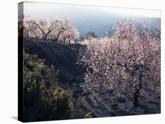Almond Blossom in Spring, Costa Blanca, Valencia Region, Spain-Tony Waltham-Stretched Canvas