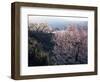 Almond Blossom in Spring, Costa Blanca, Valencia Region, Spain-Tony Waltham-Framed Photographic Print