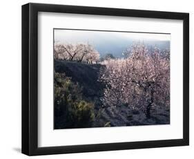 Almond Blossom in Spring, Costa Blanca, Valencia Region, Spain-Tony Waltham-Framed Photographic Print