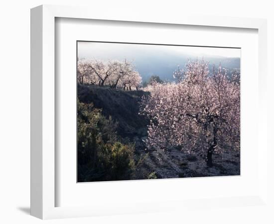 Almond Blossom in Spring, Costa Blanca, Valencia Region, Spain-Tony Waltham-Framed Photographic Print