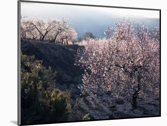 Almond Blossom in Spring, Costa Blanca, Valencia Region, Spain-Tony Waltham-Mounted Photographic Print