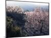 Almond Blossom in Spring, Costa Blanca, Valencia Region, Spain-Tony Waltham-Mounted Photographic Print