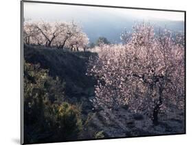 Almond Blossom in Spring, Costa Blanca, Valencia Region, Spain-Tony Waltham-Mounted Photographic Print