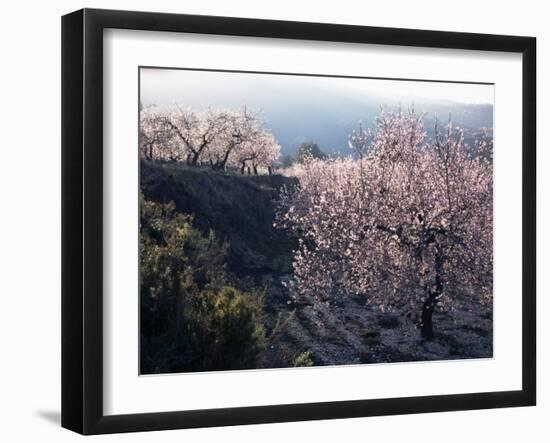 Almond Blossom in Spring, Costa Blanca, Valencia Region, Spain-Tony Waltham-Framed Photographic Print