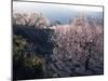 Almond Blossom in Spring, Costa Blanca, Valencia Region, Spain-Tony Waltham-Mounted Photographic Print