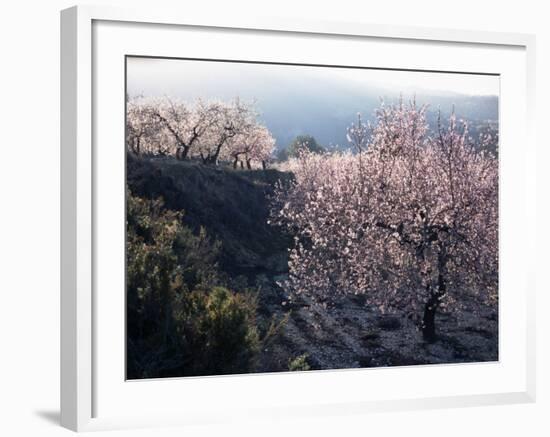 Almond Blossom in Spring, Costa Blanca, Valencia Region, Spain-Tony Waltham-Framed Photographic Print