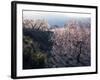 Almond Blossom in Spring, Costa Blanca, Valencia Region, Spain-Tony Waltham-Framed Photographic Print